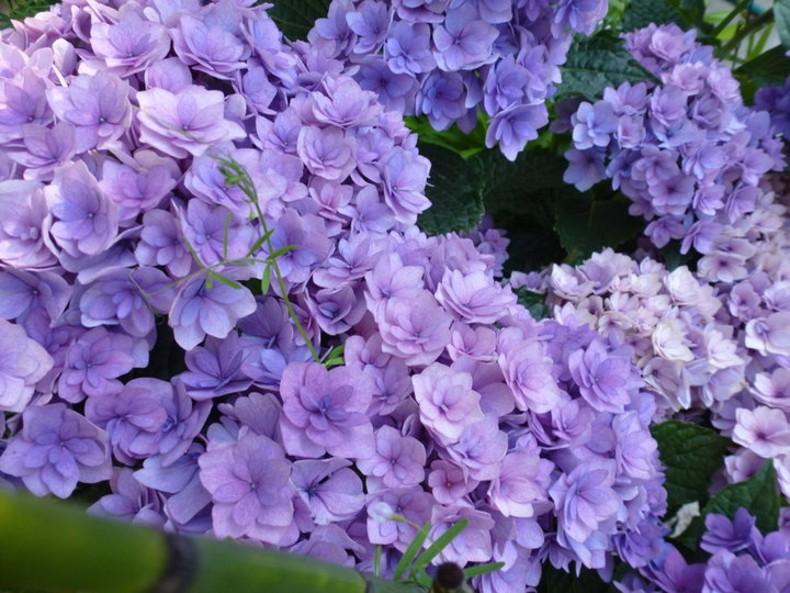 Hortensia
