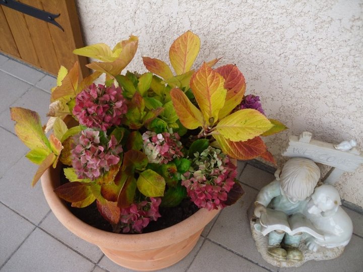 Hortensia