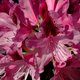 Fleurs et