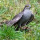 Les bébêtes de mon jardin et d'ailleurs