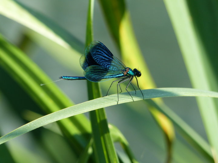 Libellule