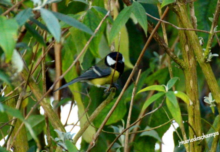 Mésange
