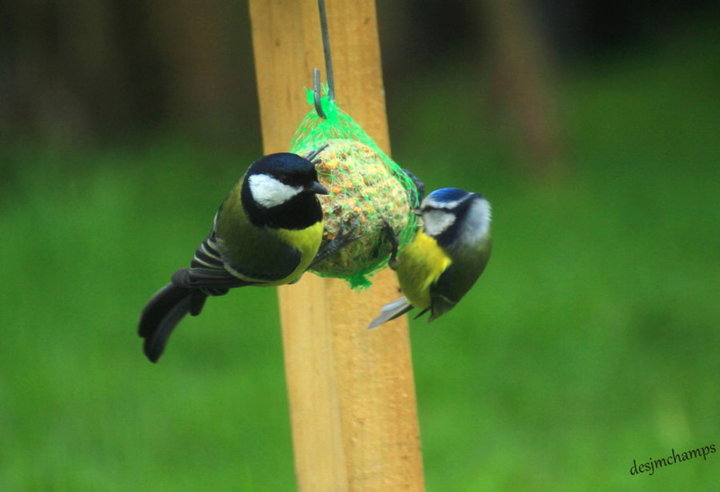 Mésange charbonnière et petite mésange bleu