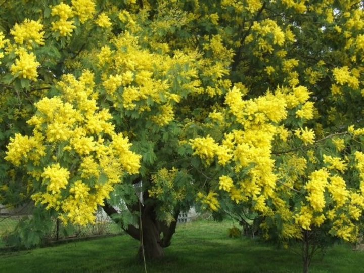 Mimosa