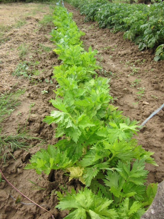 Mon potager