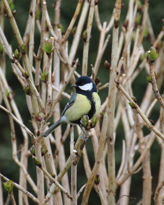 Petite mésange