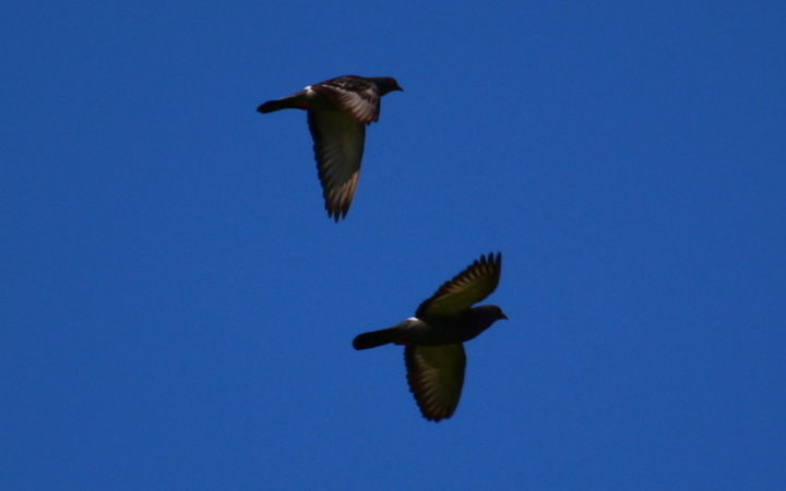 Pigeon