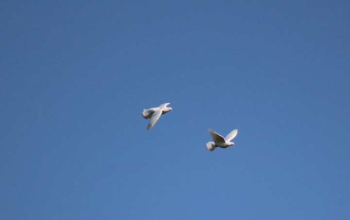 Pigeon Paon