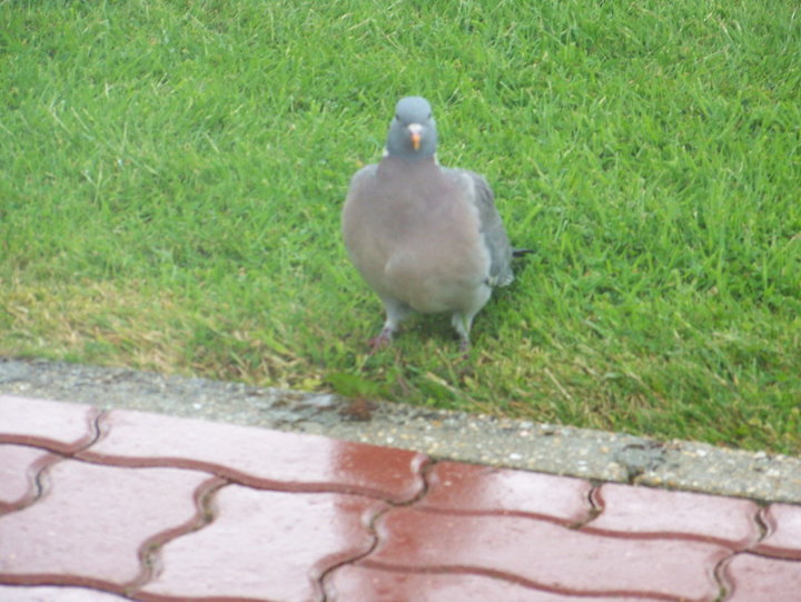 Pigeon ramier (pigeon sauvage)