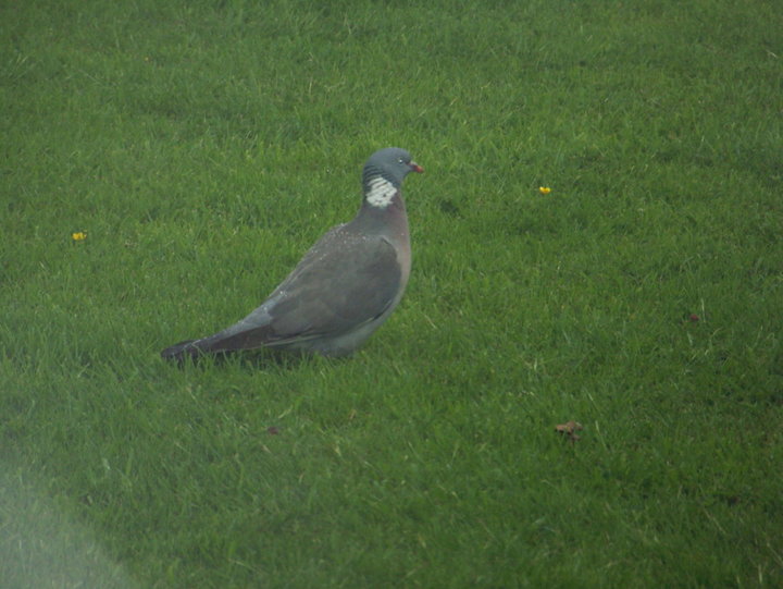 Pigeon ramier (pigeon sauvage)