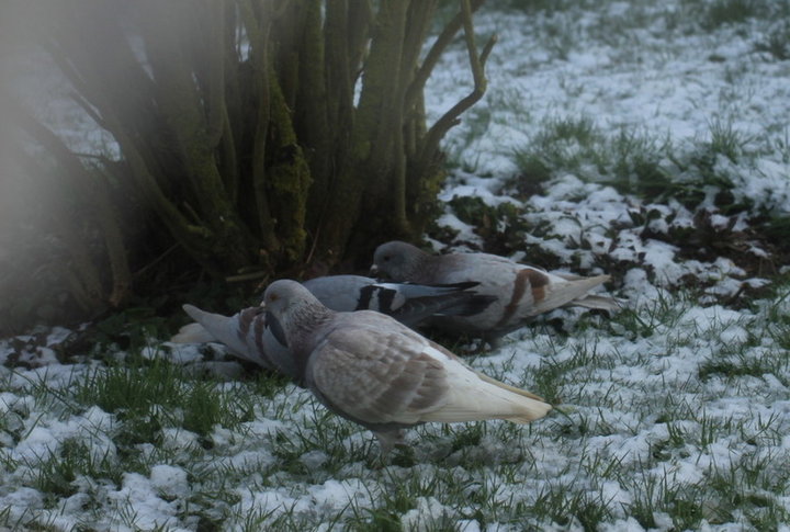 Pigeons