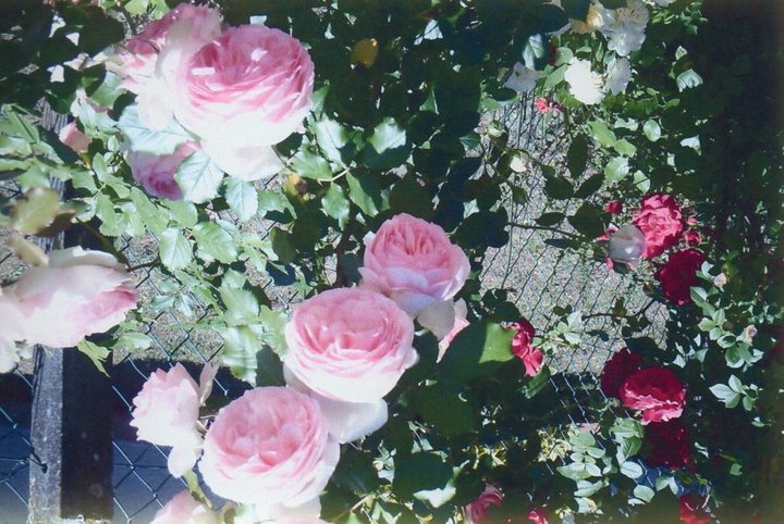 Rosier