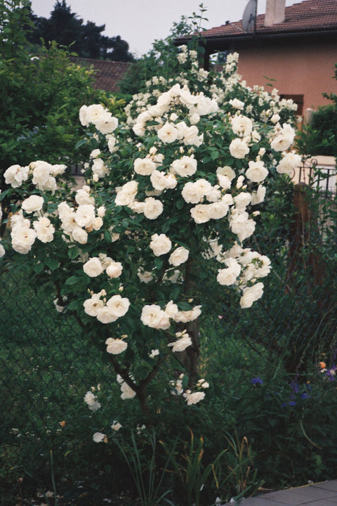 Rosier