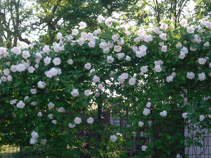 Rosier grimpant