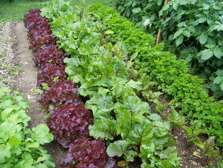 Salade feuille de chene