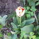 Photos de printemps
