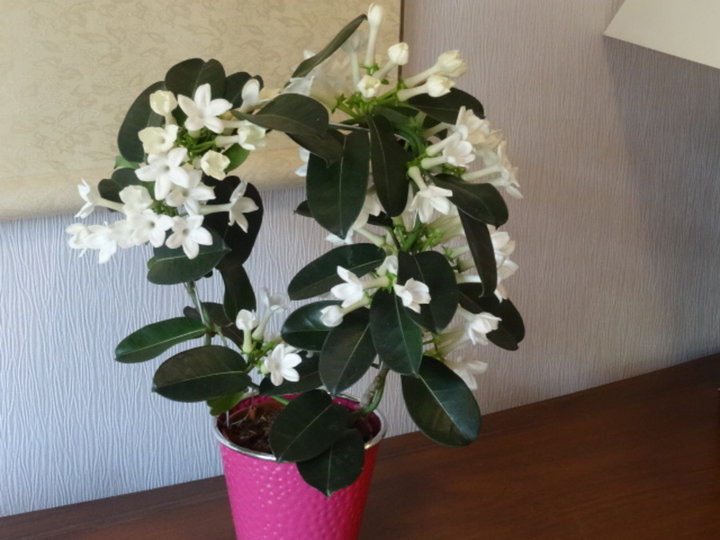 Stephanotis