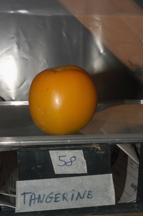 Tangerine