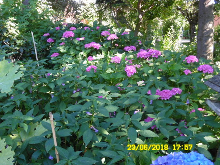 2003