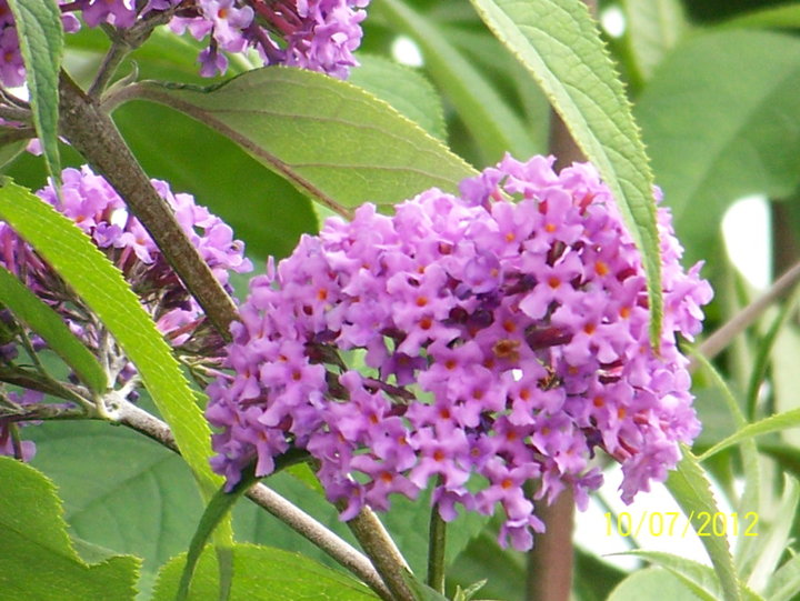 buddleia