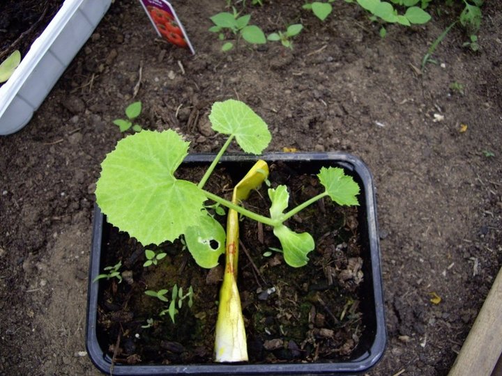 Courgette