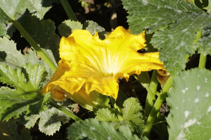 Fleur de courgette