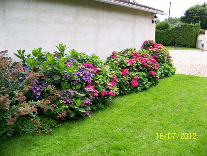 Floraison d'hortensias