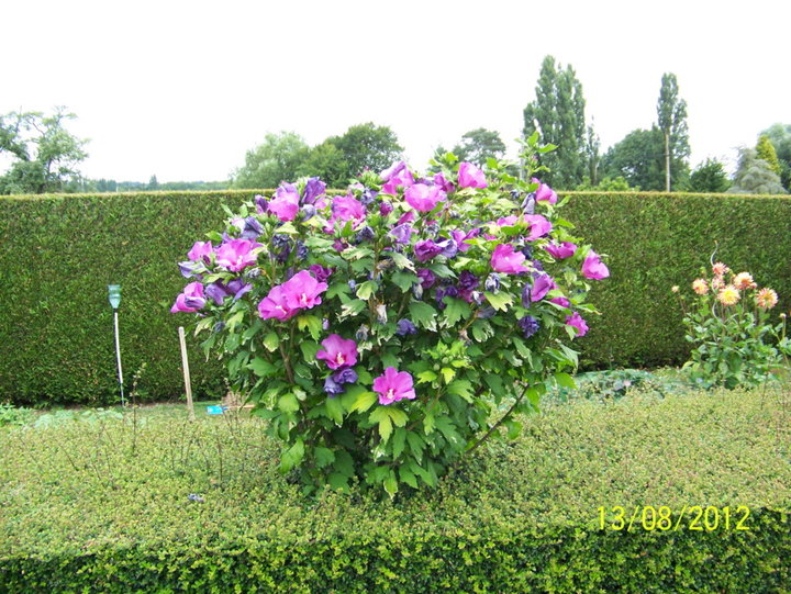 Hibiscus