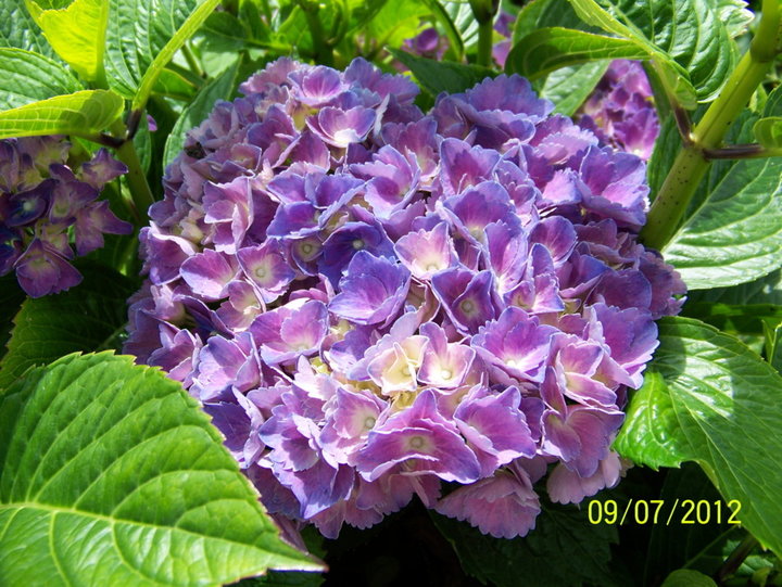 Hortensia