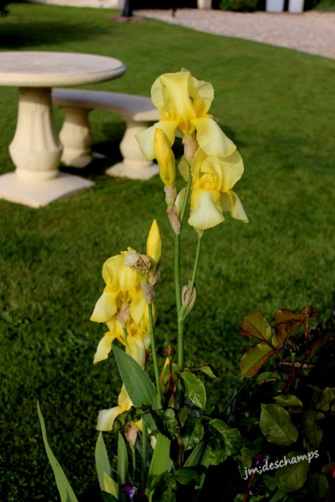 Iris