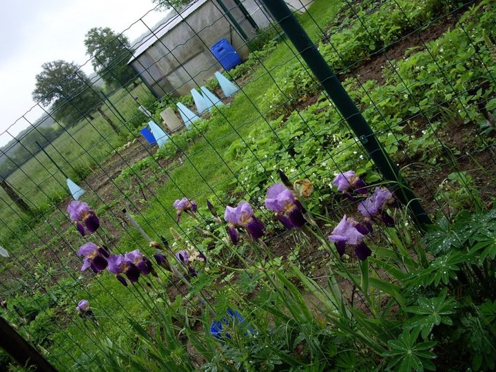 Les iris