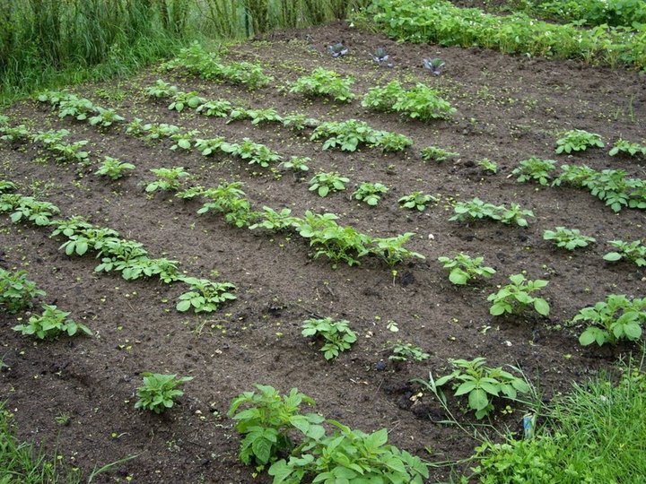 Les patates