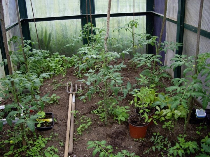 Les tomates