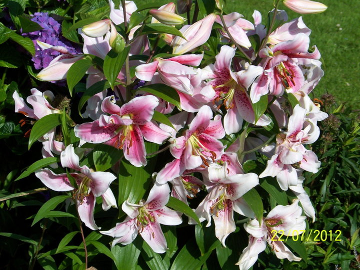 Lys