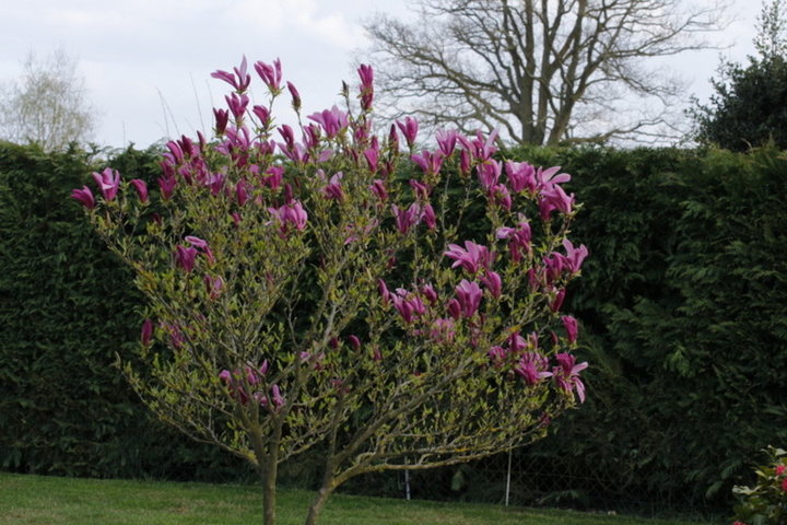 Magnolia