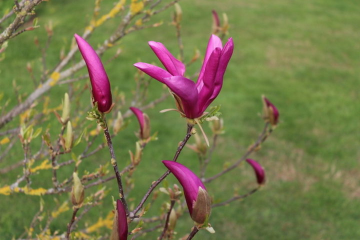 Magnolia