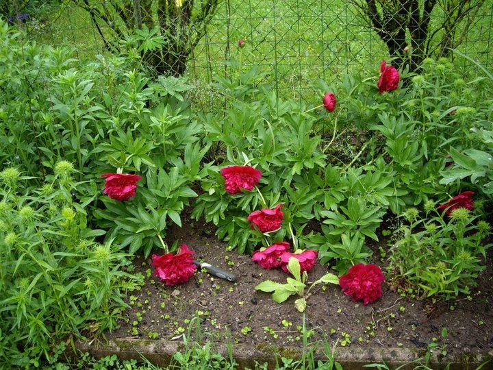 Mes pivoines