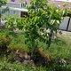 Mon coin de verdure !