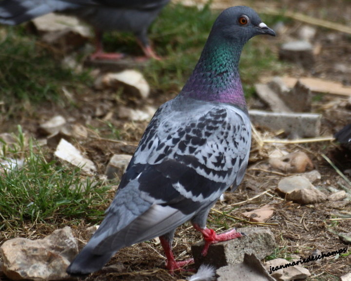 Pigeon