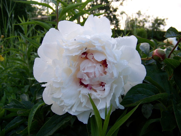 Pivoine