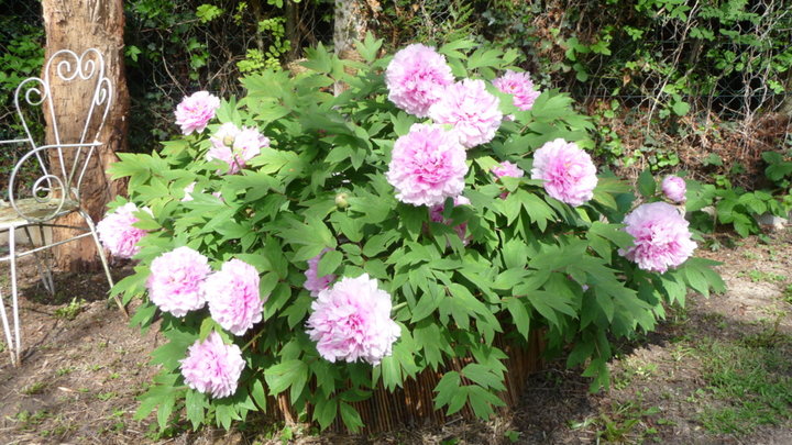 pivoine Sarah Bernard