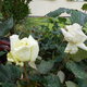 Le jardin de Pâquerette