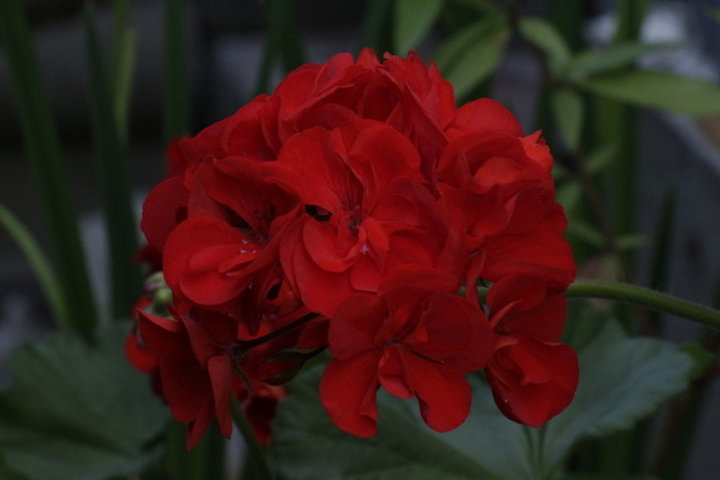 Tête de Géranium