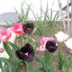 Mon jardin en 2018