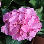 Hortensia macrophylla 'Sweet Fantasy' - Hydrangea