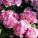 Hortensia macrophylla 'Sweet Fantasy' - Hydrangea