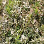 1052_pyrale_du_buis_chenille 3 l150 h150