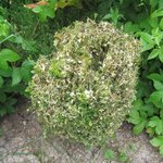 1052_pyrale_du_buis_chenille 4 l150 h150