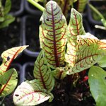 Oseille sanguine - Rumex sanguineus