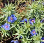 Anagallis monelli 'Skylovers' - Mouron de Monnel
